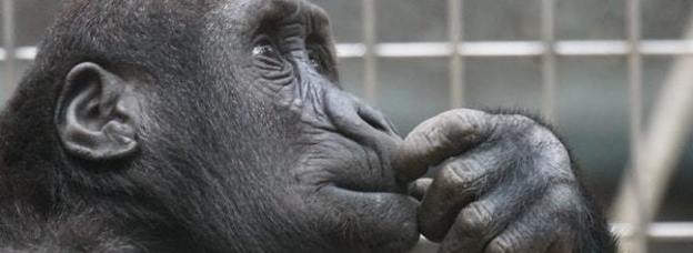 Thumb primate ape thinking mimic