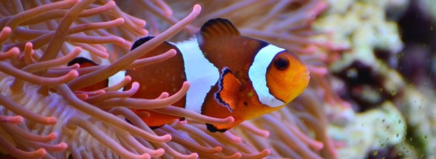 Thumb anemone fish 1496866 1280