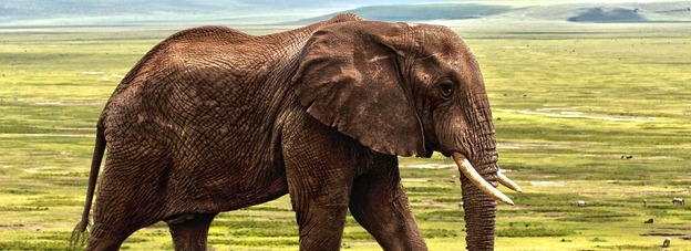 Thumb elephant 1421167 1280